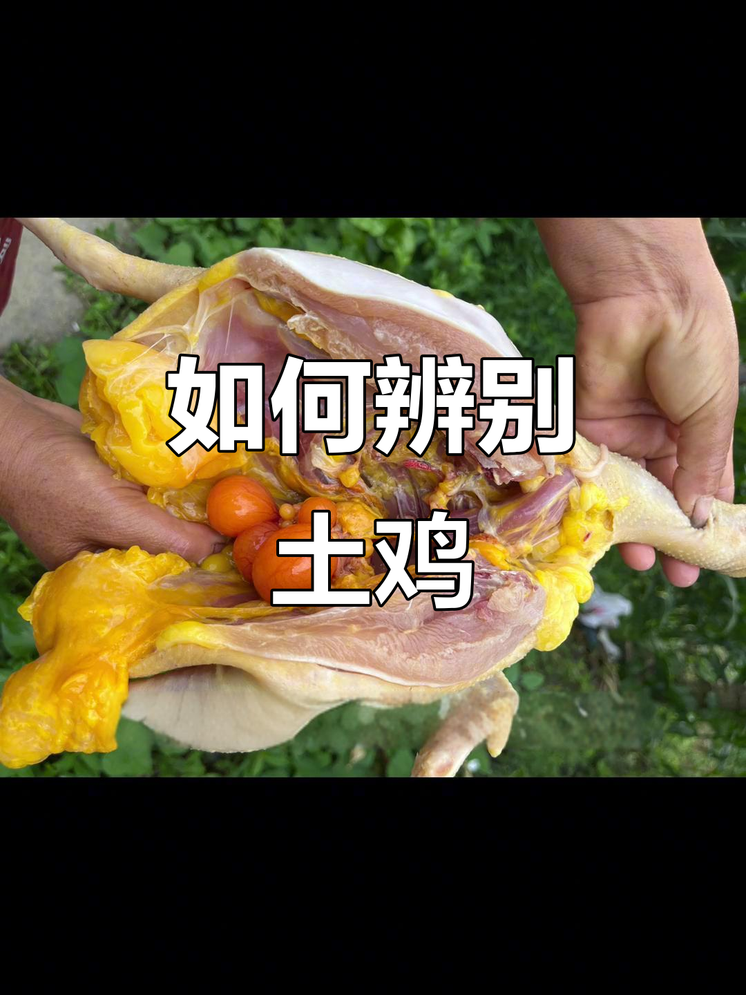 土鸡与饲料鸡的区别,机油越多越黄?