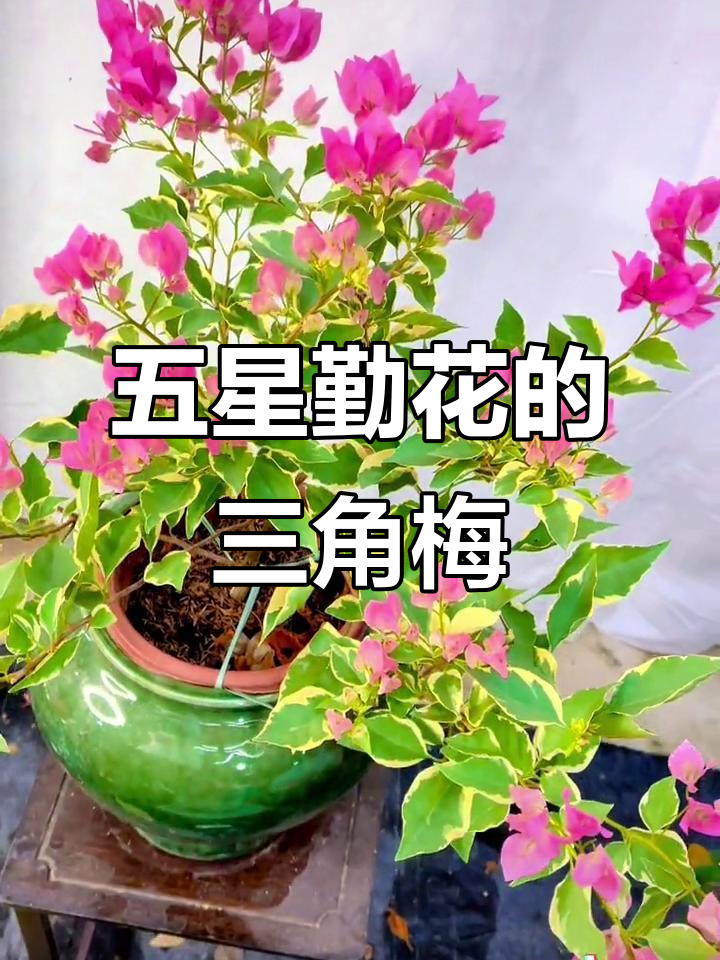 三角梅蜡染粉,勤花又美丽