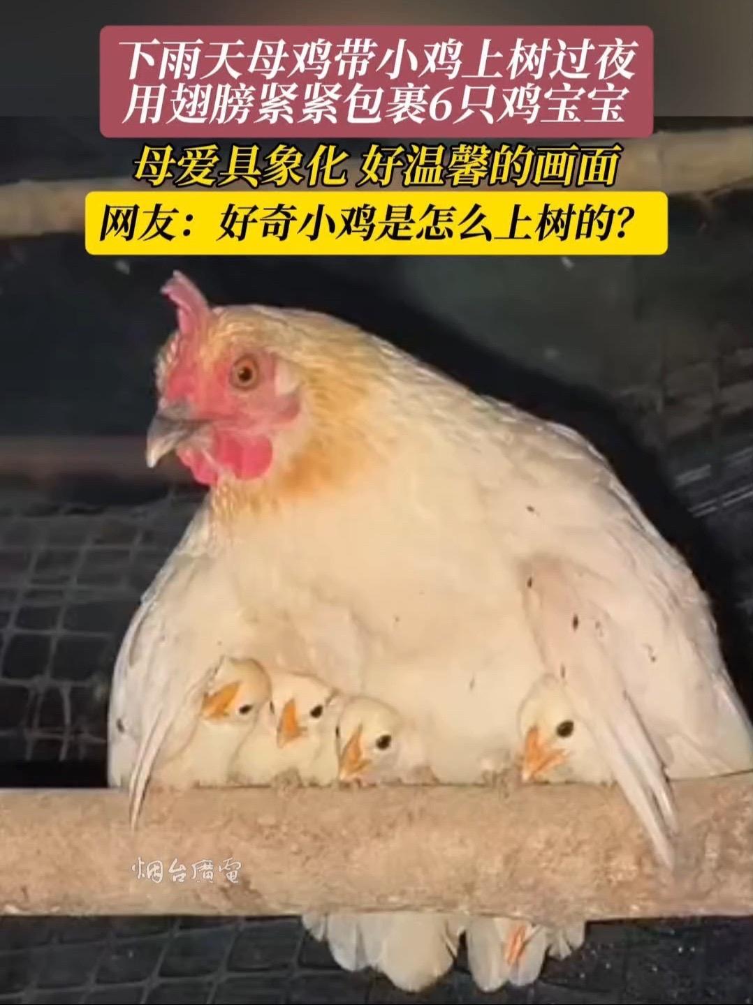 6月26日（采访时间），湖北咸宁。下雨天母鸡带小鸡上树过夜，用翅膀紧紧包裹6只鸡宝宝。母爱