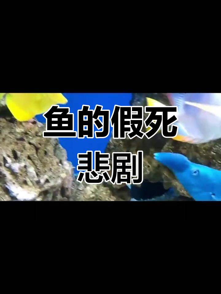 鱼装死,结果真的挂了!
