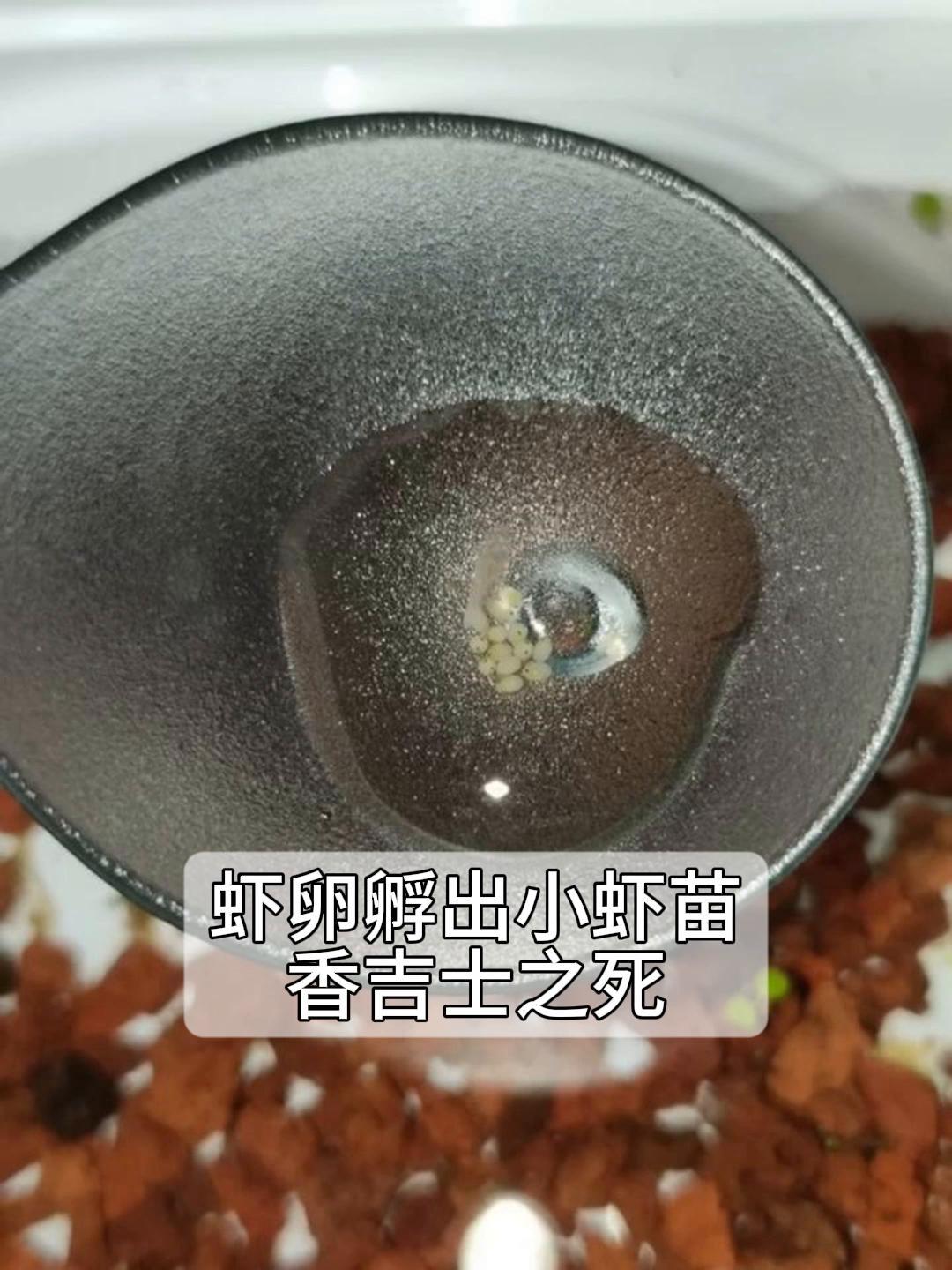 虾卵孵出小虾苗,香吉士之死