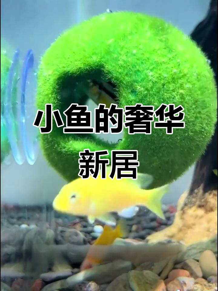 小鱼终于有了豪华房间,这避难所设计太有创意了!