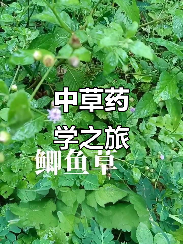 潮阳区河溪镇新乡村游文炎带你玩转中草药,挑战低聊好看!