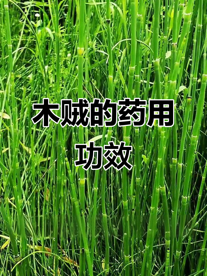小时候常摘的木贼草,竟有这么多药用价值!