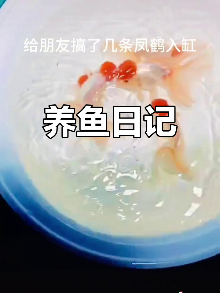 凤鹤入缸,金鱼新家