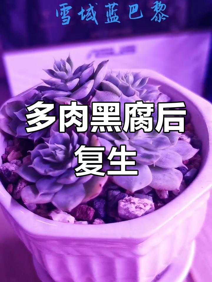 雪域蓝巴黎多肉恢复生长,室内通风改善