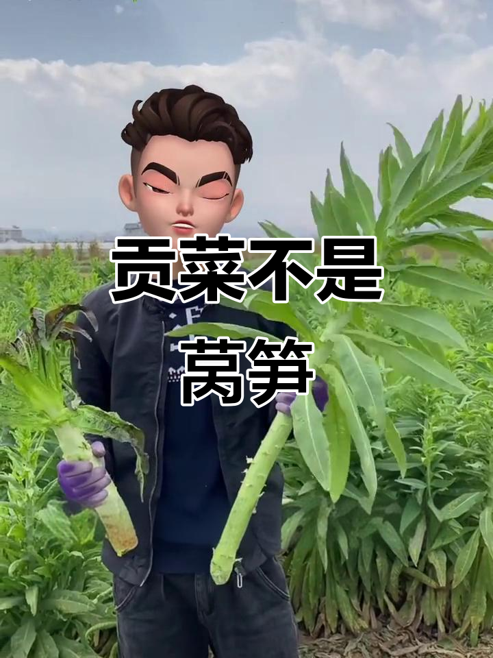 贡菜和莴笋到底有啥不同?看完这几点你就懂了