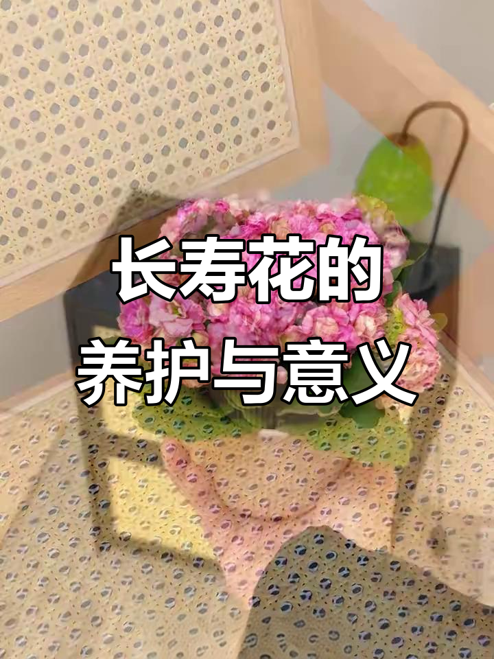 长寿花:寓意深刻,美丽又健康的多肉植物