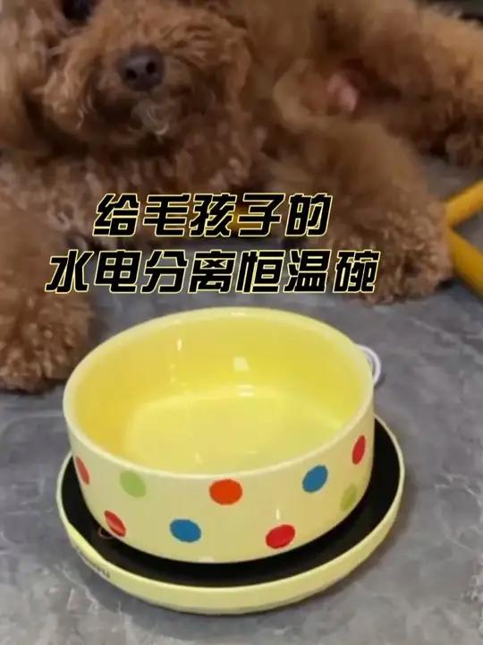 水碗是陶瓷的，加热无毒害，容易刷洗，使用下来感觉还不错……宠物好物宠物好物分享宠物用品好物