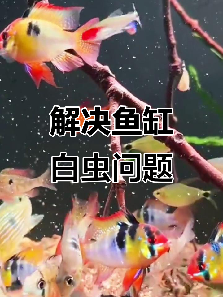 鱼缸寄生虫问题?蛋白虫线虫轻松解决,新手必看