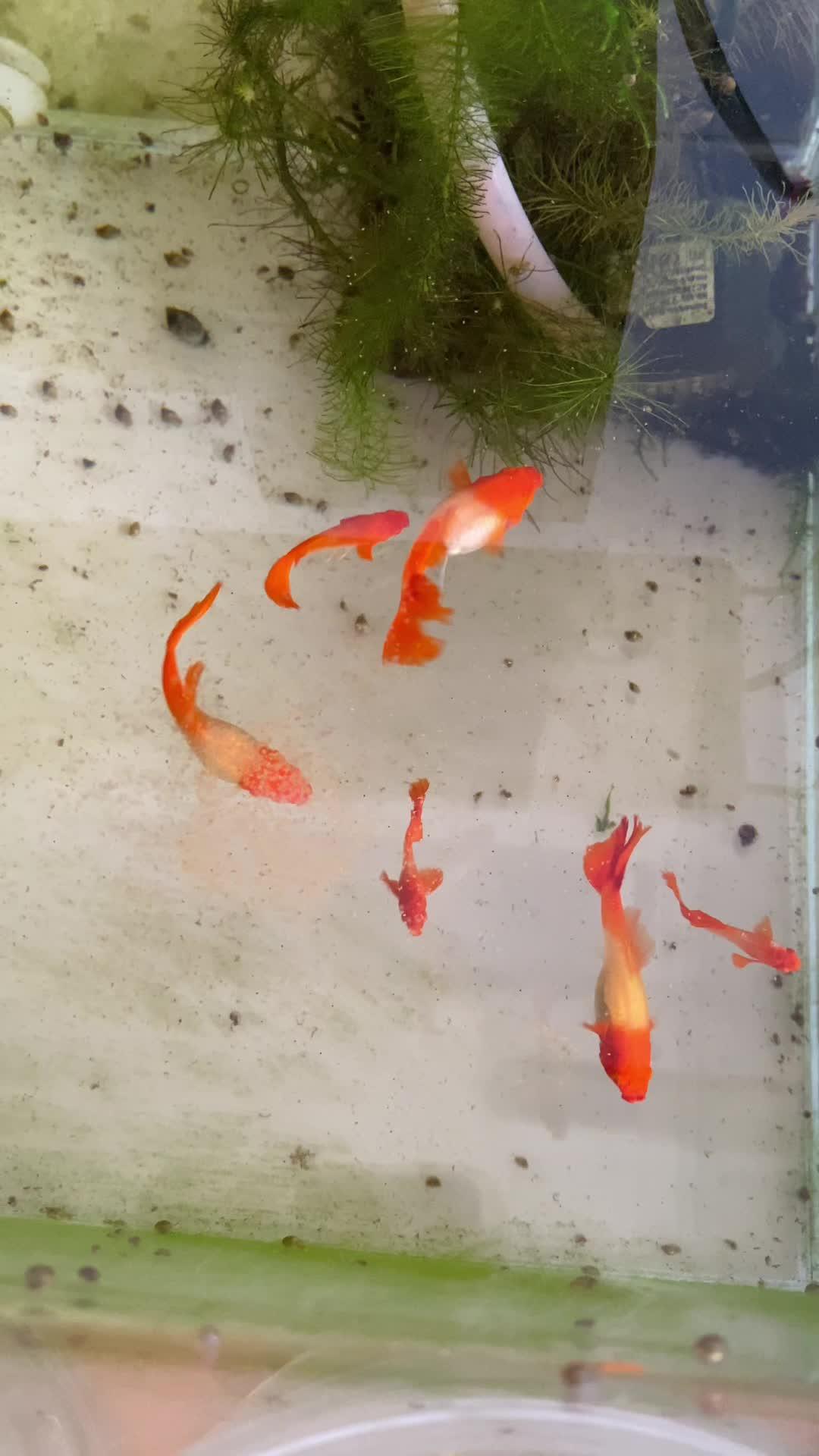 孔雀鱼太能生啦!一天生了几十条小鱼!根本喂不过来哈哈。孔雀鱼 养鱼日记 孔雀鱼宝宝 观赏鱼