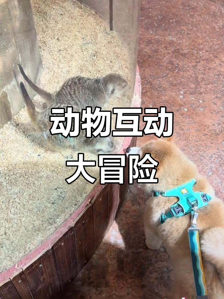 小狗与狐獴亲密接触,探索新奇动物世界!