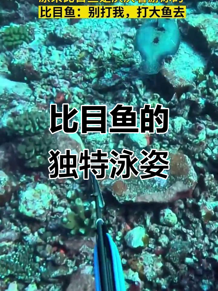 比目鱼游泳竟然这么有趣,被戳一下立马逃跑