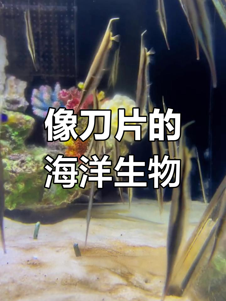 海底刀片鱼揭秘:如何伪装与游泳?