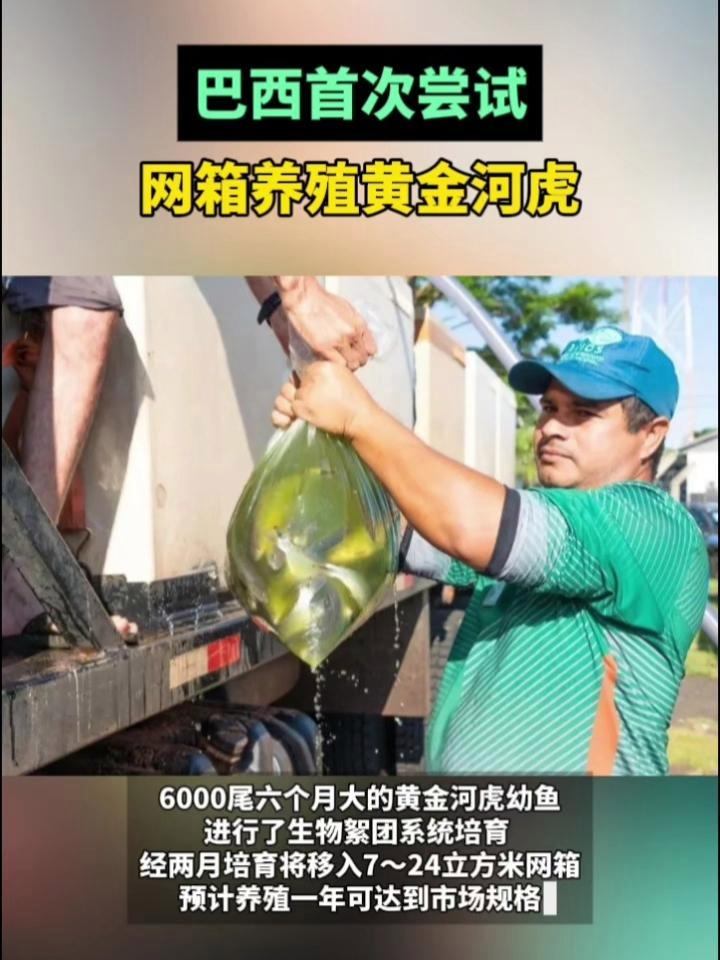 巴西启动创新项目:首次尝试通过网箱养殖黄金河虎!黄金河虎 水产养殖