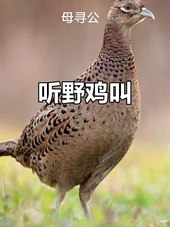 野鸡母叫声大赏,听听这独特的声音