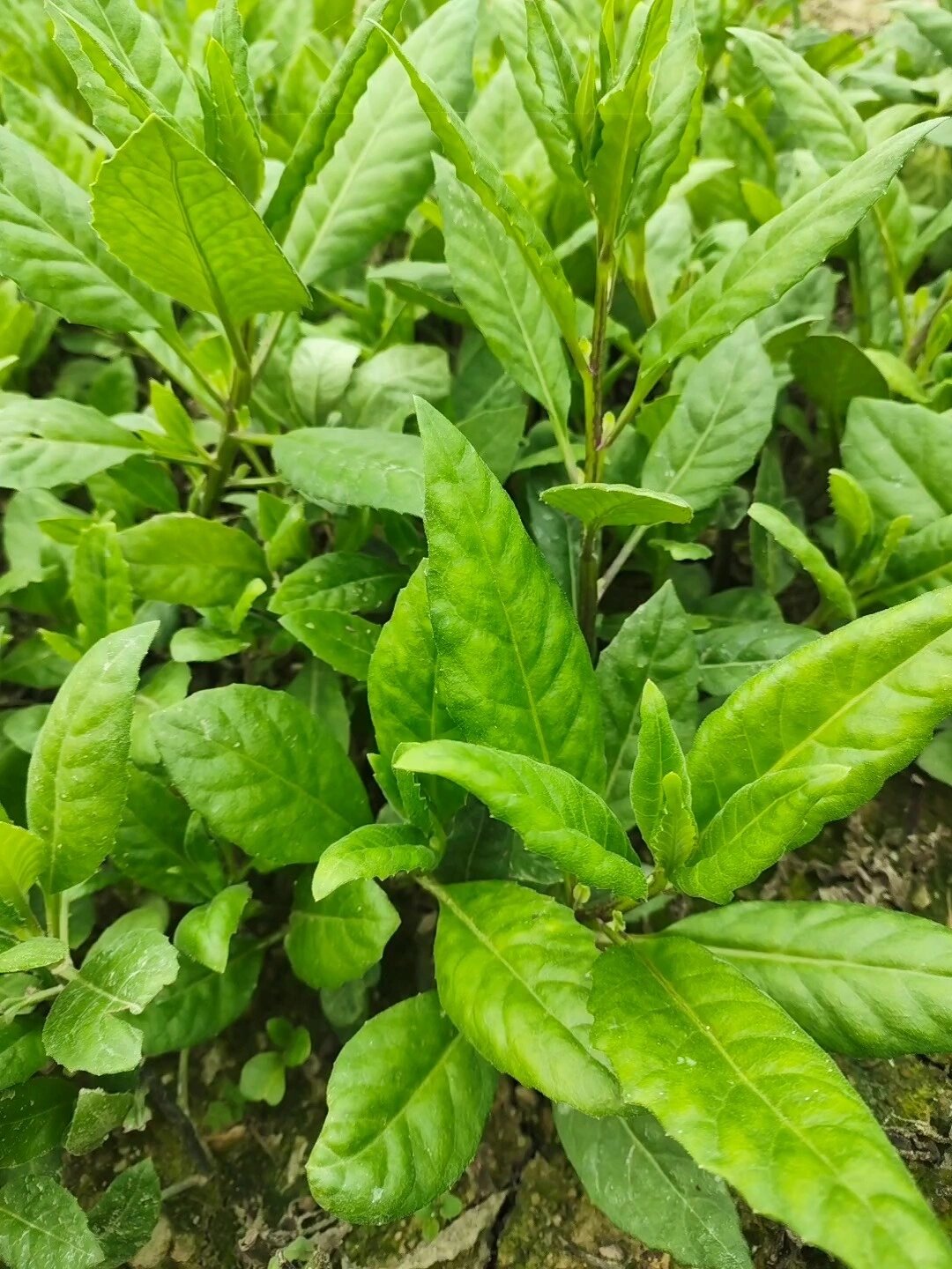 明月草又名白背菜、白子菜、富贵菜