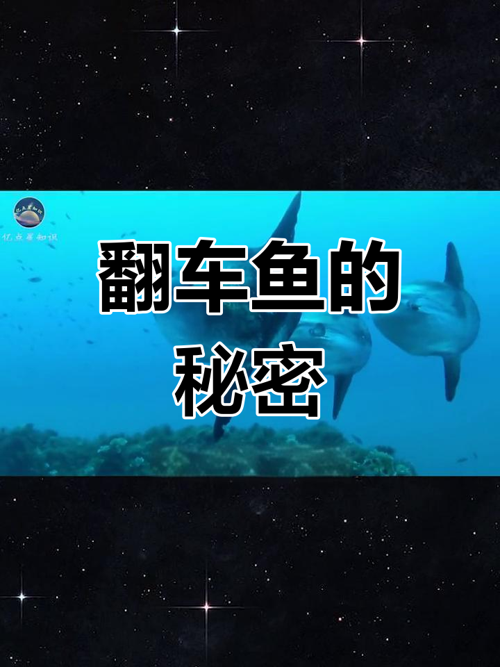 翻车鱼:看似强大却常被欺负,竟因这个原因幸存下来