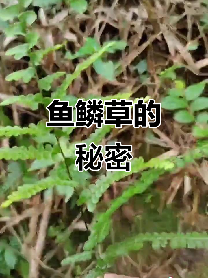 你们知道这种草吗？它有很多神奇的功效，各地叫法各不相同