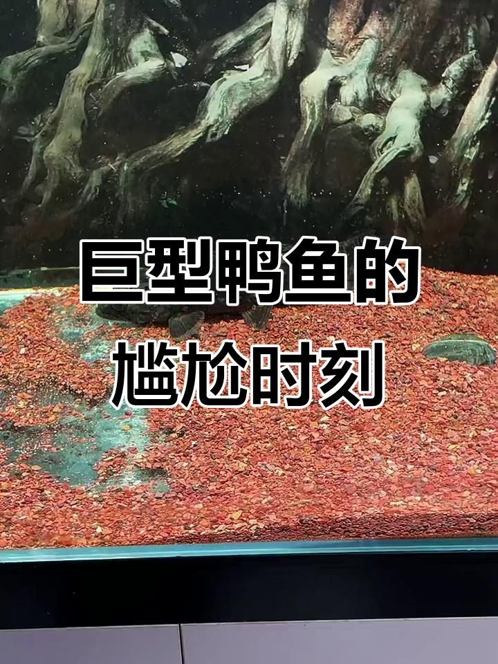 这只巨型鸭鱼一动不动,喂小鱼竟然不吃!
