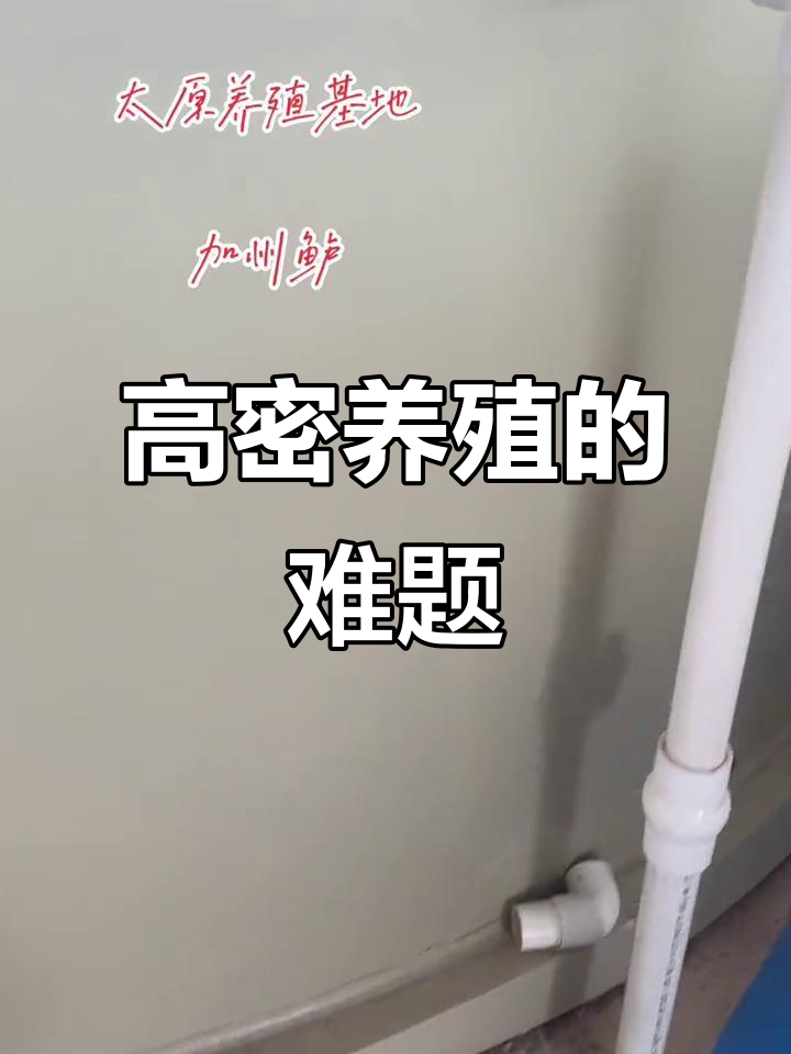 高密度养殖挑战:加州鲈鱼如何应对环境变化