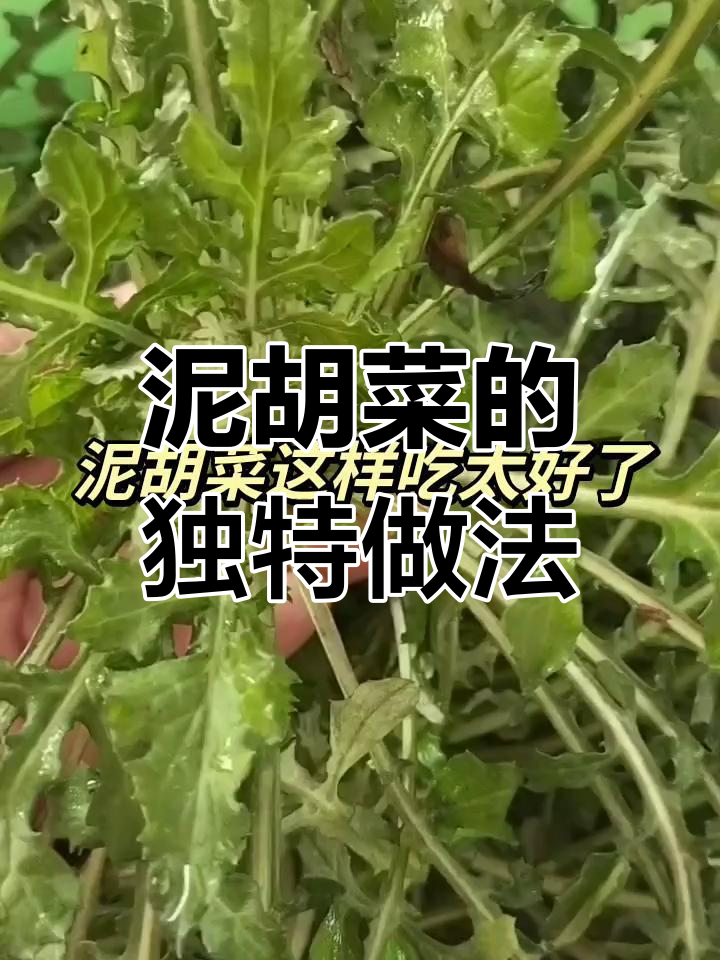 泥胡菜营养丰富,做馅包饺子包子超美味