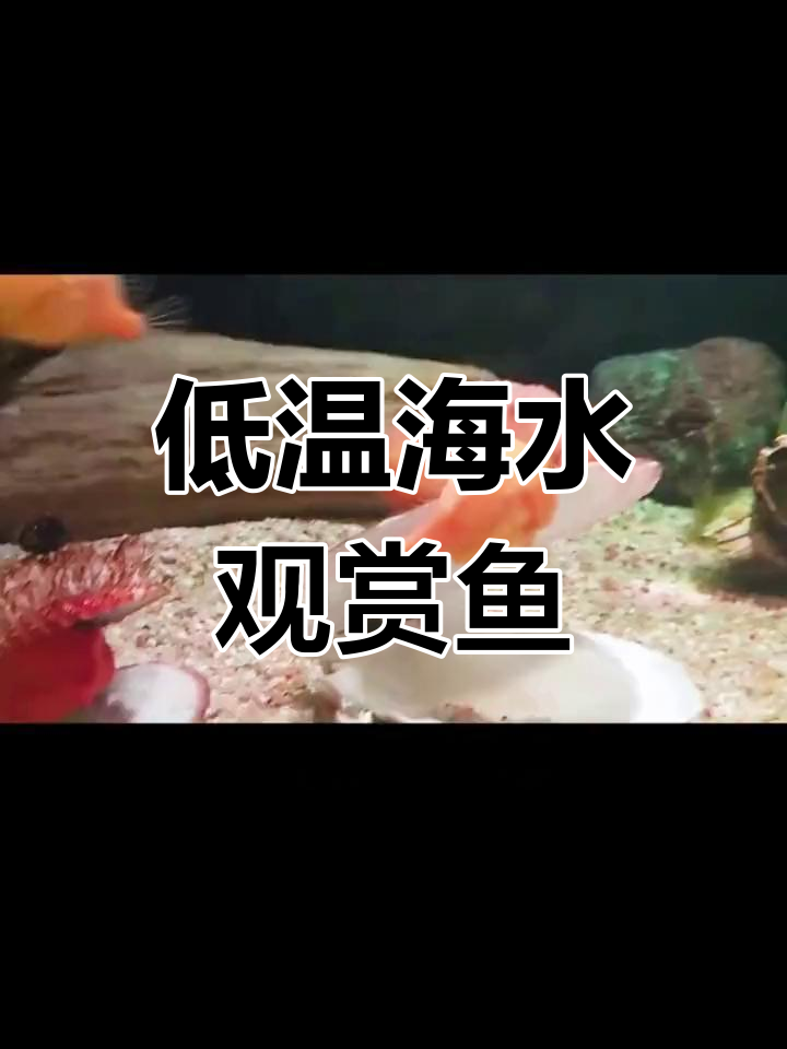 可爱呆萌的海水鱼,养起来有讲究