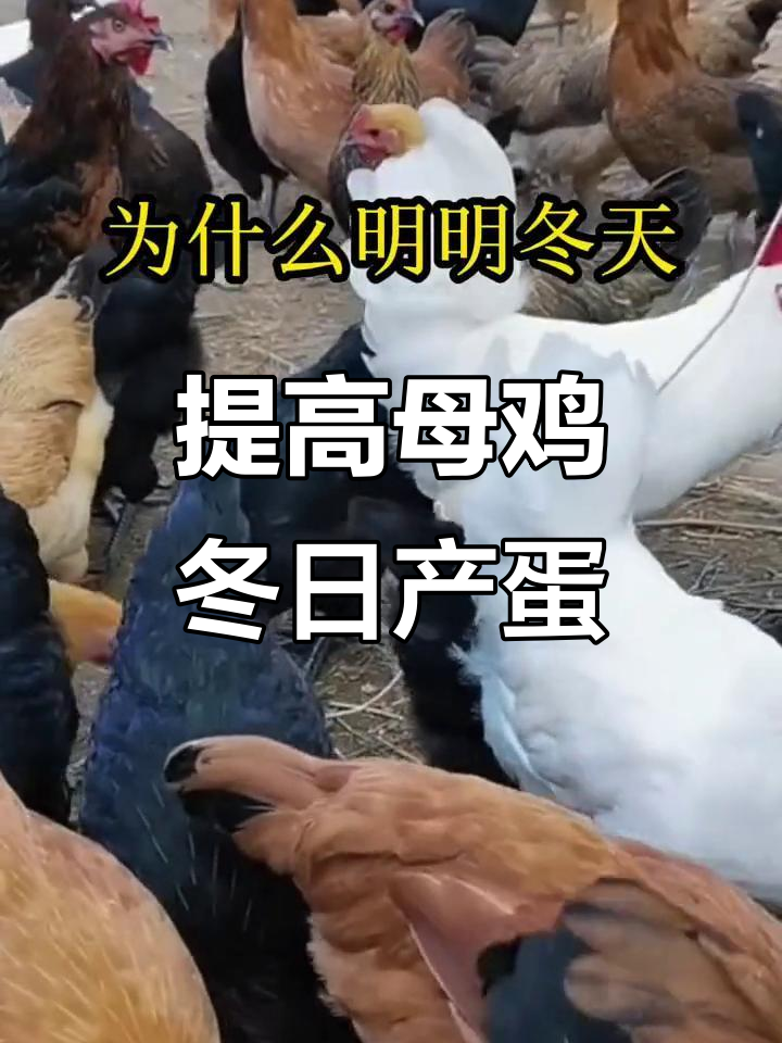 冬季鸡不下蛋？教你如何提高产蛋量