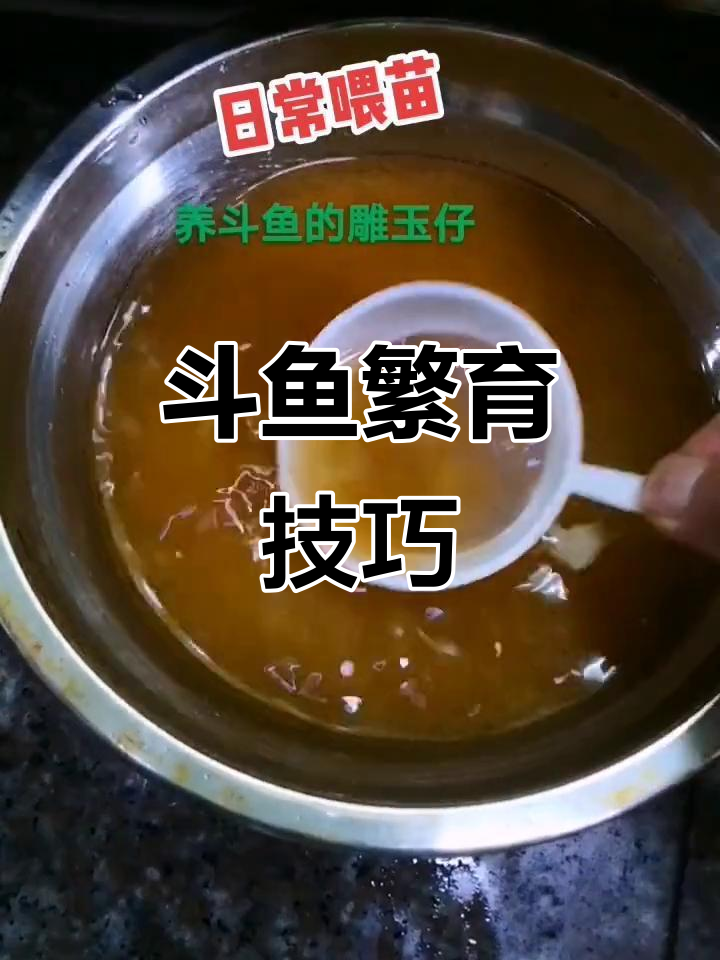 斗鱼繁殖技术揭秘:闪光无纹蓝普叉的养殖心得
