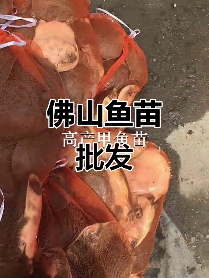 佛山鱼苗批发,优质甲鱼供应