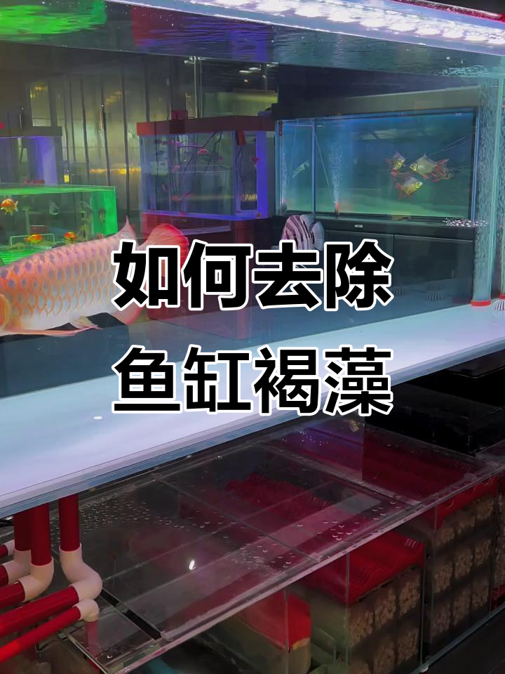 鱼缸褐藻怎么处理?手动清除与工具鱼的妙招