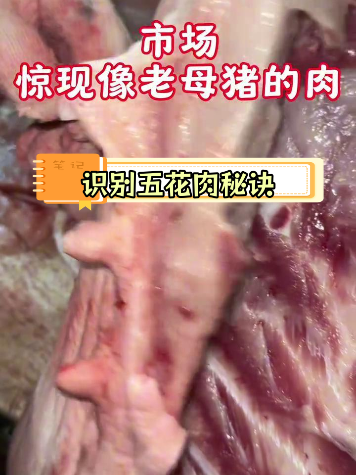 如何辨别老母猪与蜂猪肉