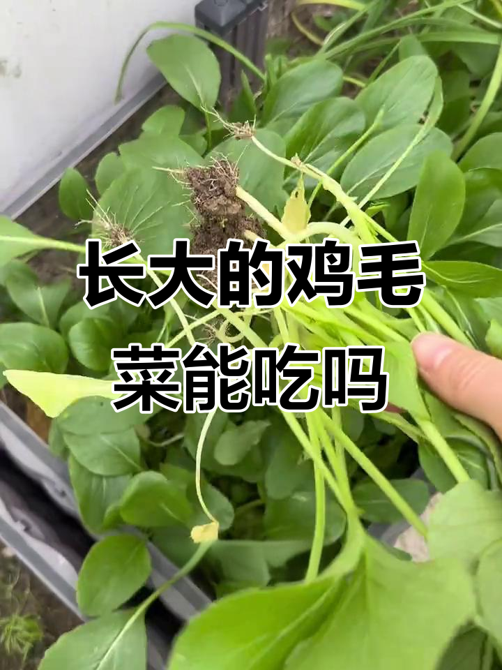 鸡毛菜长大变样,竟然是这样!