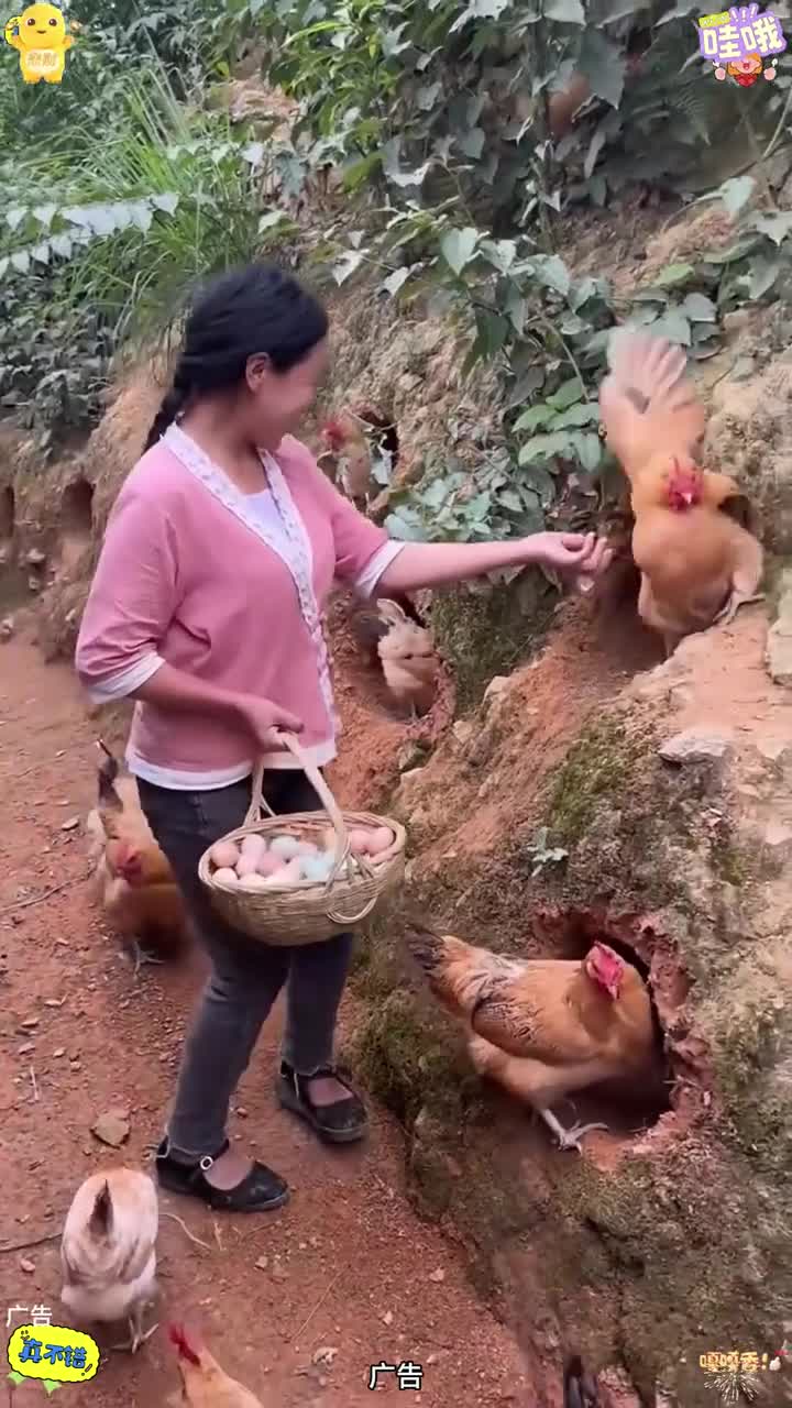 散养土鸡蛋来啦好吃又营养 土鸡蛋 鸡蛋 山林散养土鸡蛋 土鸡蛋土鸡 蛋