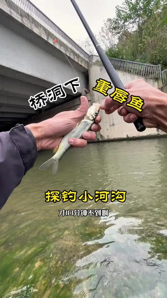 小河沟钓重唇鱼