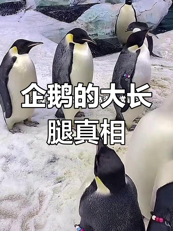 为什么企鹅总是显得腿短?揭秘帝企鹅的“长腿”秘密