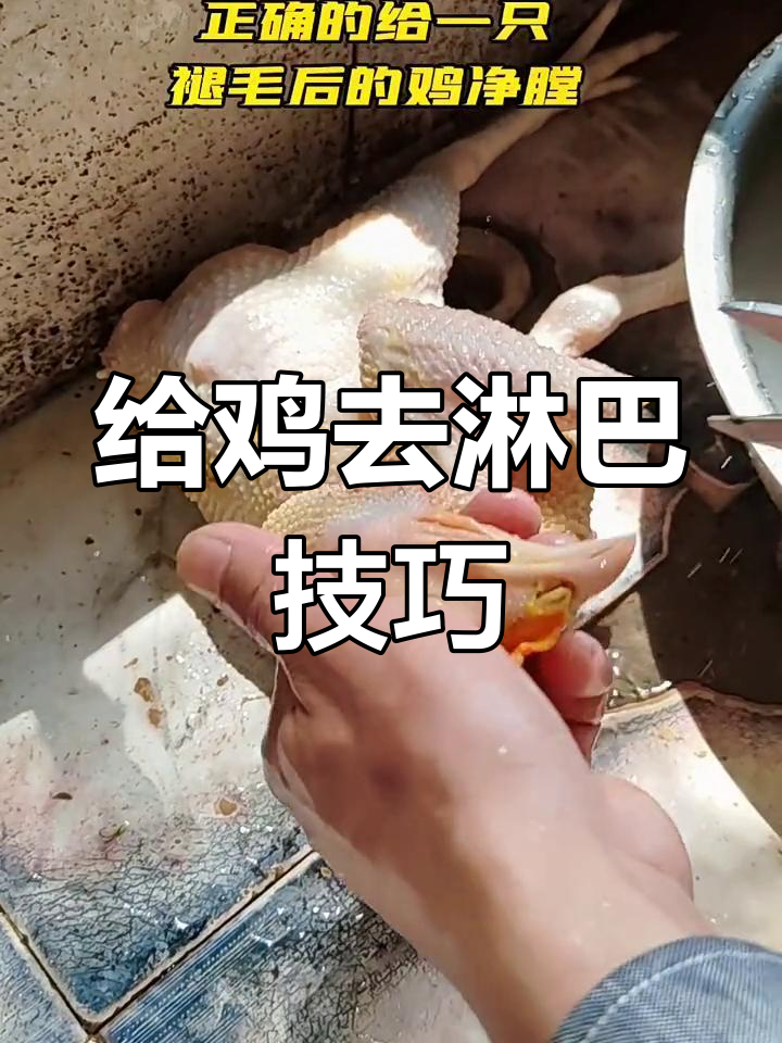 鸡净膛开小肚技巧,轻松去除淋巴结