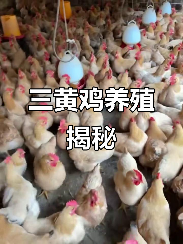 大徕公司三黄鸡:矮脚卜身,重4.1斤的散养土鸡