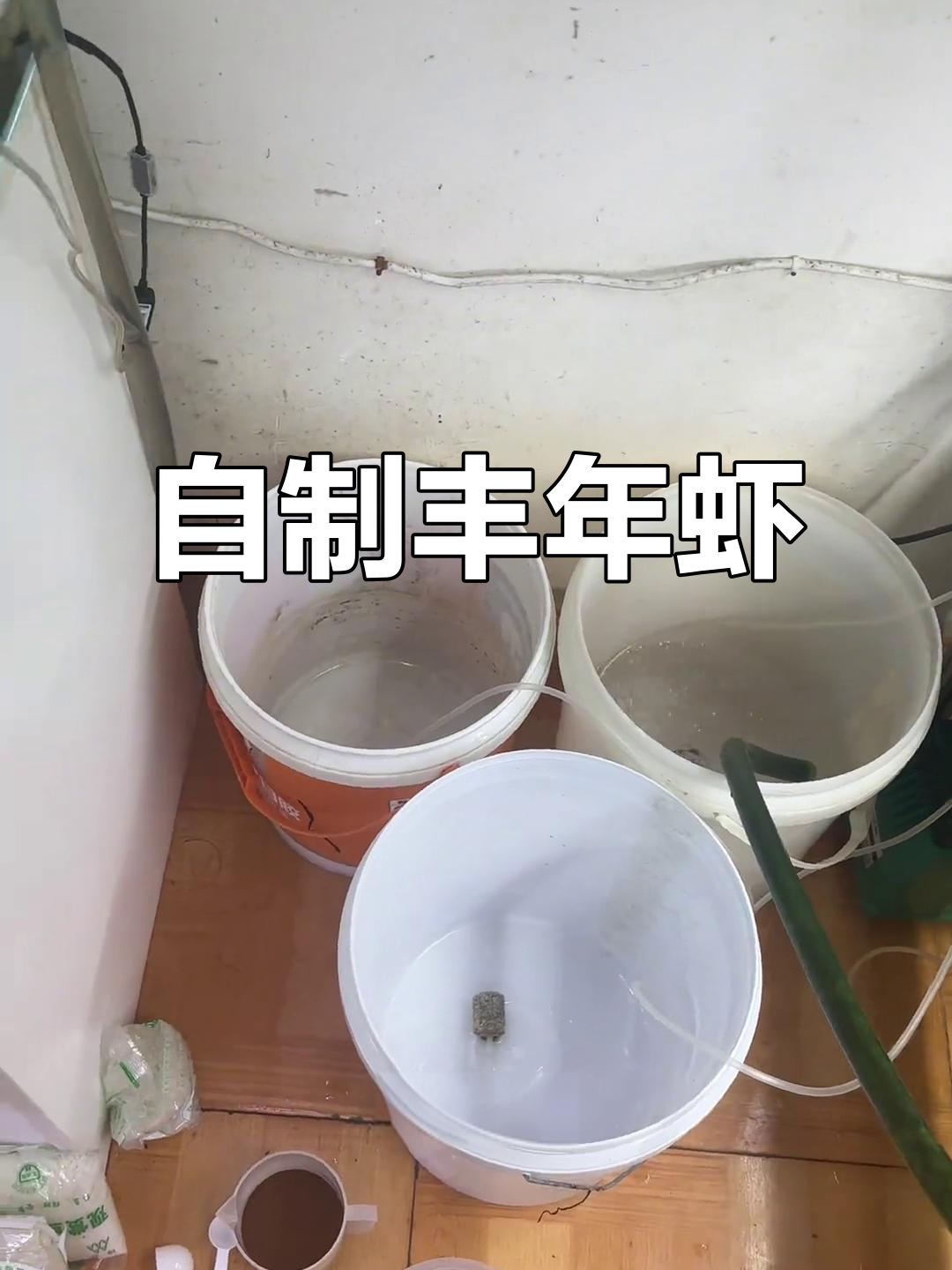 丰年虾自己孵,省钱又可控!