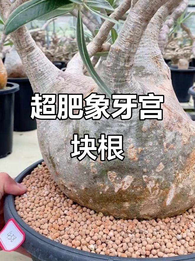超级肥象牙宫块根,多肉植物新宠