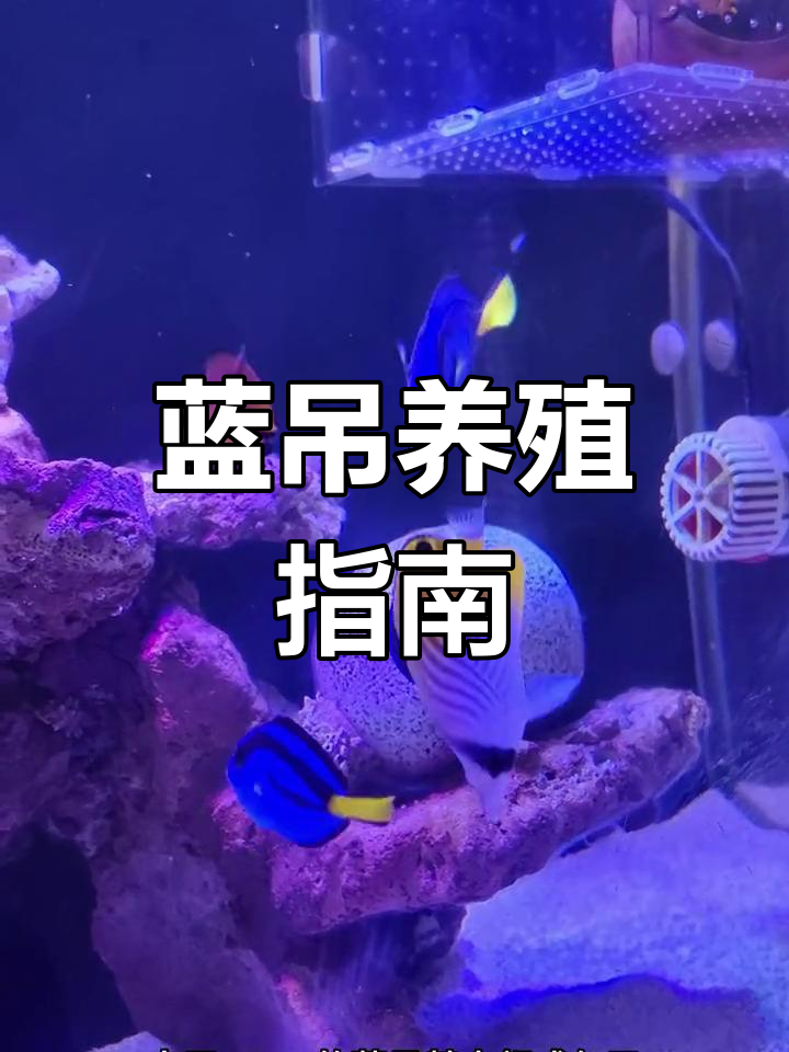 蓝吊鱼怎么养?常见问题全解答!