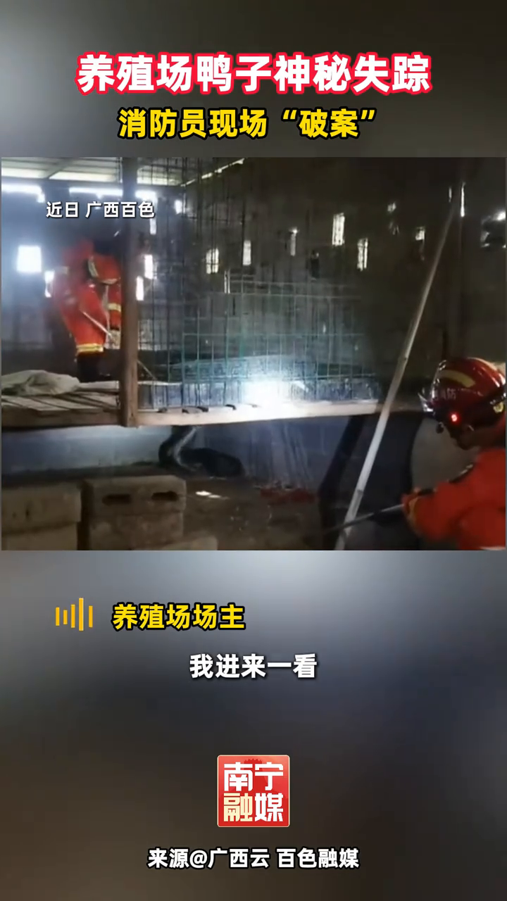 头皮发麻!养殖场鸭子神秘失踪,竟然是它“作案”
