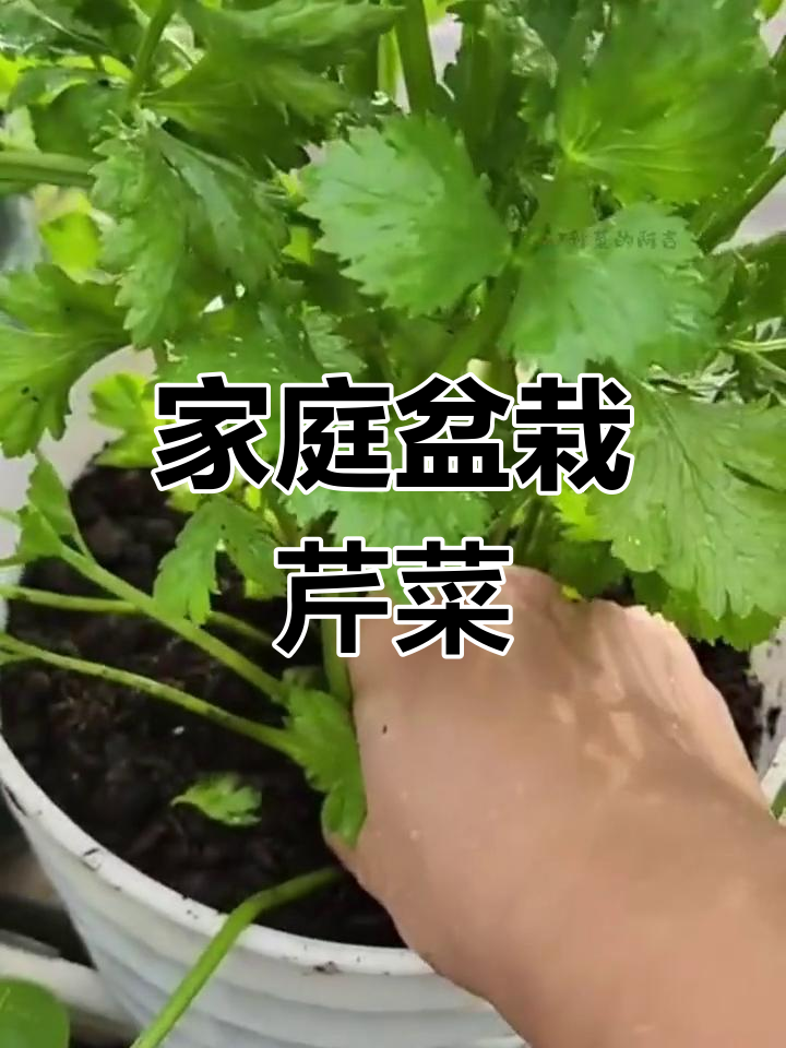 盆栽芹菜轻松繁殖,一株变多株,健康美味随处可得