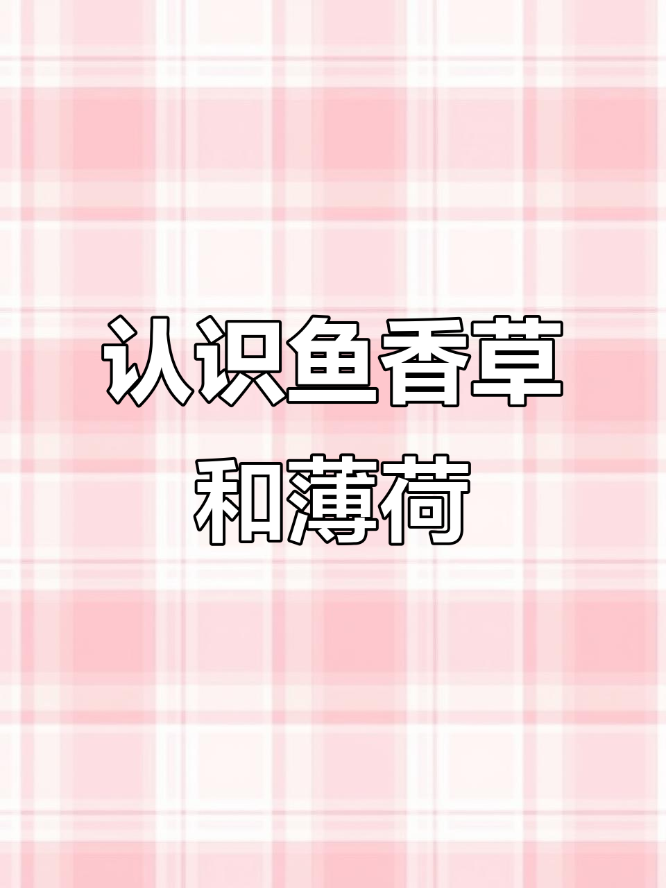 鱼香草与薄荷的区别,香味和用途大不同