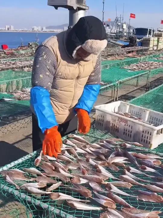 「红娘子鱼」小鱼干红娘鱼干风干去头去内脏腌制咸鱼干7成干红头鱼
