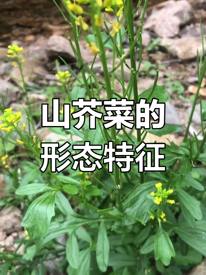 山芥菜,黄色花瓣,羽状叶裂,总状花序