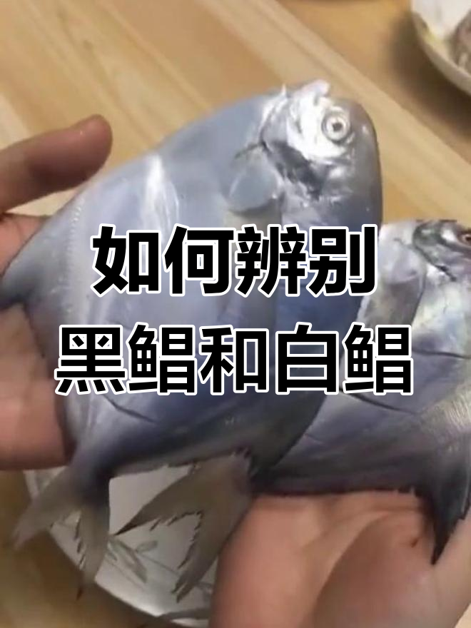 黑鲳与白鲳的区别,教你如何挑选