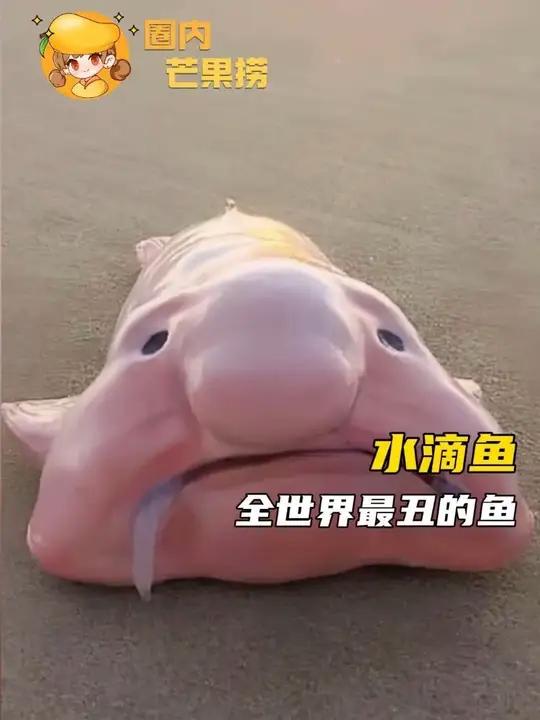 水滴鱼虽然长得不怎么好看,但已经是深海区的彭于晏了