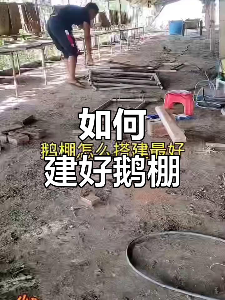 鹅棚搭建全攻略,如何提高养鹅效率