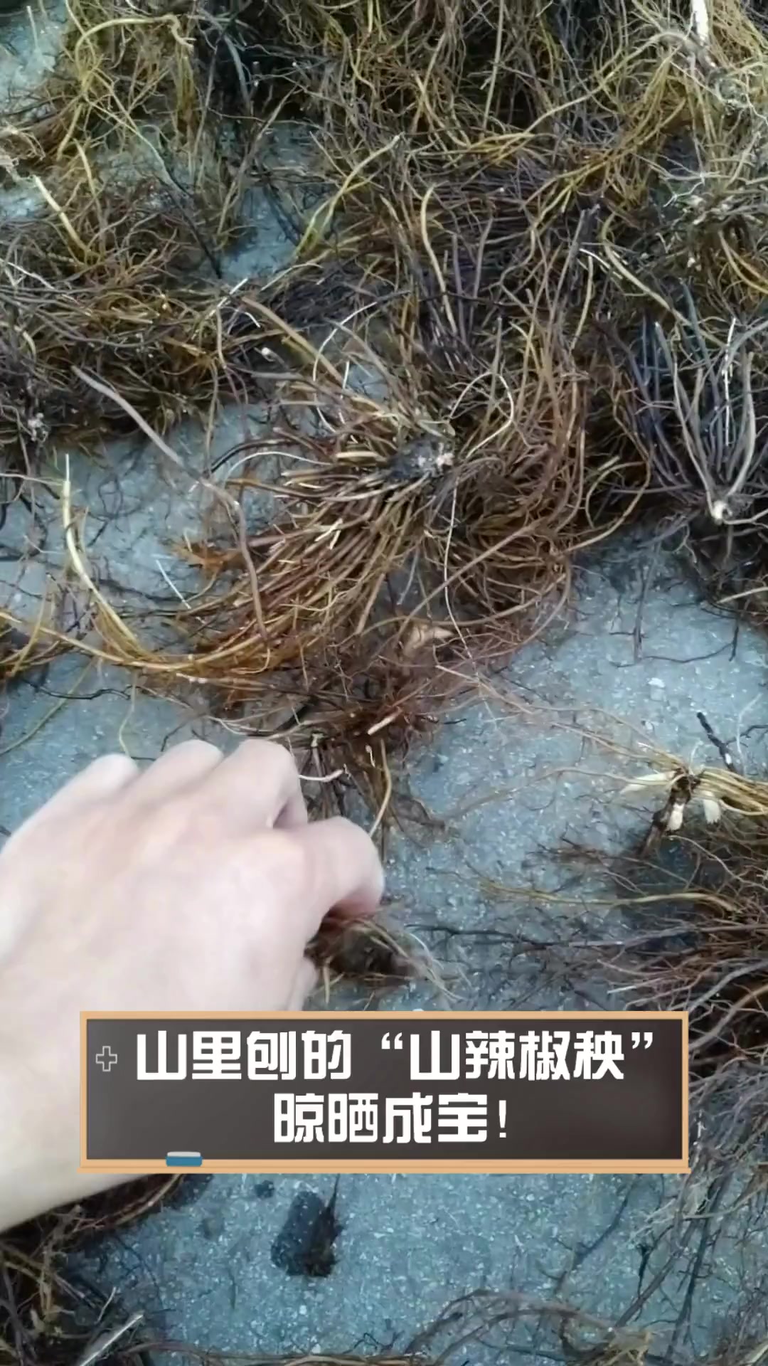 山里刨的“山辣椒秧”,晾晒成宝!